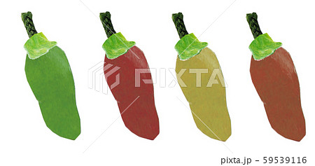 ハラペーニョ 59539116