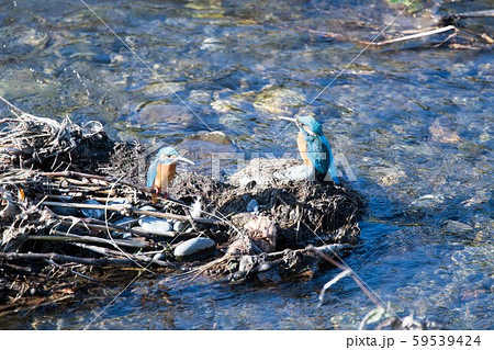 野鳥　カワセミ　牽制 59539424