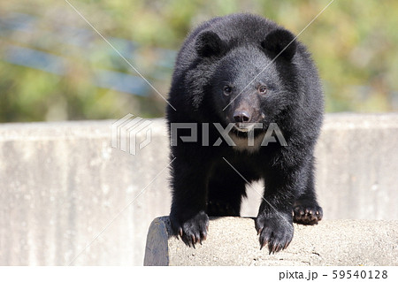 こちらを見つめるツキノワグマ 熊(アジアクロクマ、ヒマラヤグマ) こちらを見つめるツキノワグマ 熊(アジアクロクマ、ヒマラヤグマ) 59540128