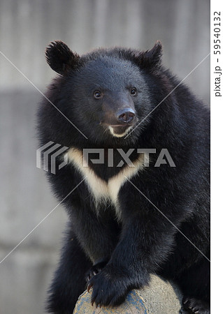 見詰めるツキノワグマ くま 見詰めるツキノワグマ くま 59540132