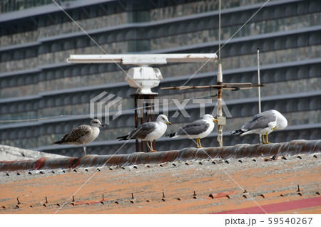 ポルトガル領、マデイラ島、フンシャル、カモメ 59540267