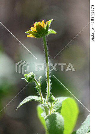ヤーコンの花の茎 ヤーコンの花の茎 59541275