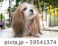 Cute Shih Tzu the dog. 59541374
