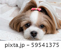 Cute Shih Tzu the dog. 59541375