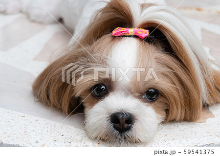 Cute Shih Tzu the dog. 59541375