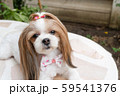 Cute Shih Tzu the dog. 59541376