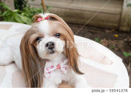 Cute Shih Tzu the dog. 59541376
