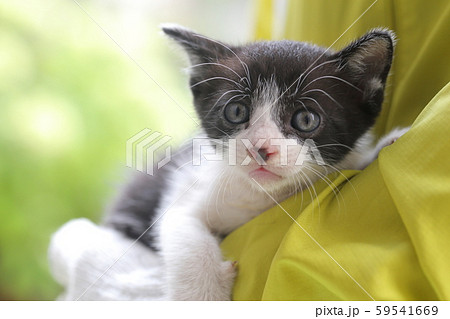 子猫 59541669