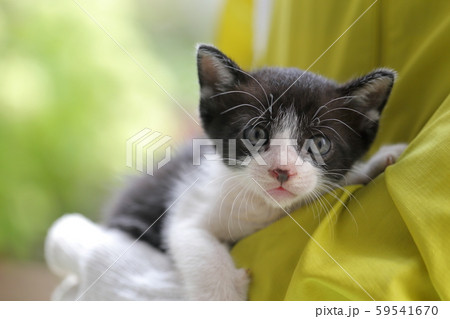 子猫 59541670