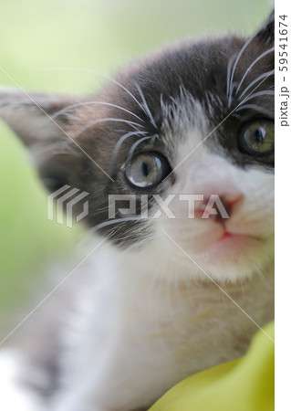 子猫 59541674