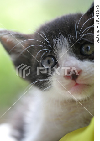 子猫 59541676