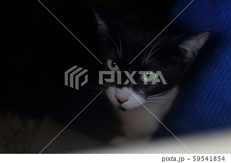 野良猫 野良猫 59541854