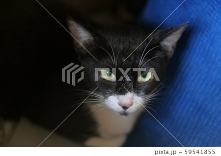 野良猫 59541855