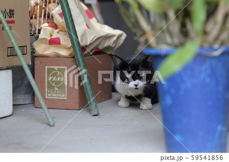 野良猫 59541856