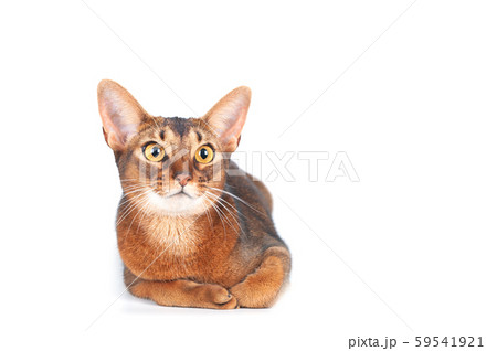 Chic abyssinian cat portrait isolated on white, Chic abyssinian cat portrait isolated on white, 59541921