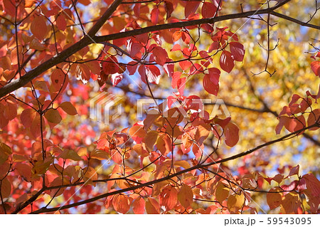 ヤマボウシの紅葉１の写真素材