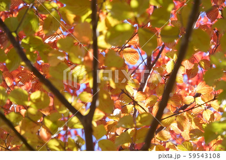 ヤマボウシのこもれび３の写真素材