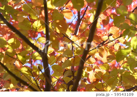 ヤマボウシのこもれび４の写真素材