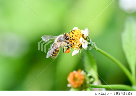ニホンミツバチ 59543238