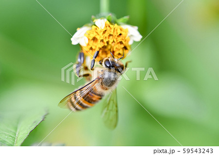 Japanese Bee Stock Photo