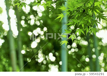 京都　嵯峨嵐山の竹林と楓の葉 59543291
