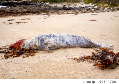 Dead seal pup lying on the shore in Portnoo - County Donegal, Ireland 59543700