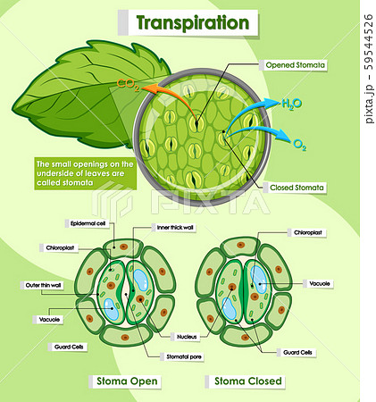 Diagram showing transpiration of plants 59544526
