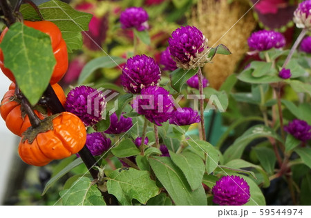 寄せ植え 千日紅 ナスビ 寄せ植え 千日紅 ナスビ 59544974