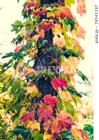 蔦紅葉 蔦紅葉 59545197