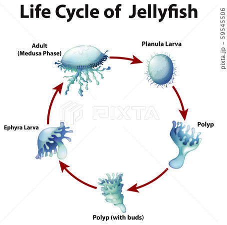 Diagram showing life cycle of jellyfish Diagram showing life cycle of jellyfish 59545506