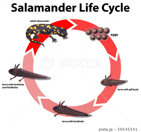 Diagram showing life cycle of salamander Diagram showing life cycle of salamander 59545541