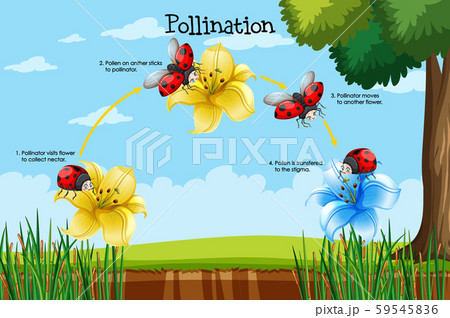 Diagram showing pollination with flower and bug 59545836