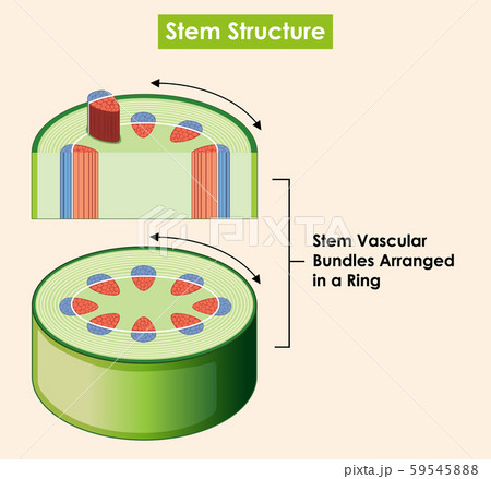 Diagram showing stem structure Diagram showing stem structure 59545888