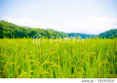 実る稲穂と山と青空 実る稲穂と山と青空 59545929