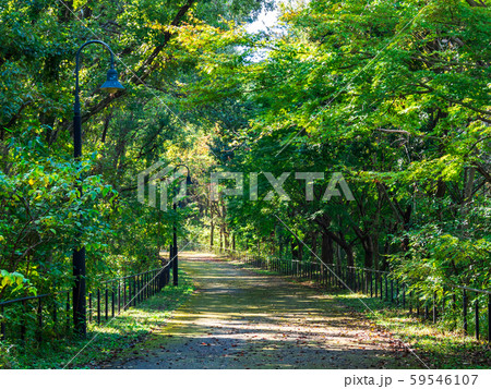 秋の里山の遊歩道 59546107