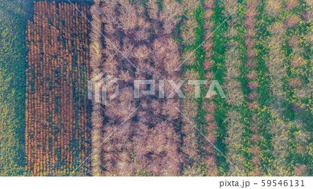 空撮　見沼田んぼの冬　苗木畑の風景 59546131