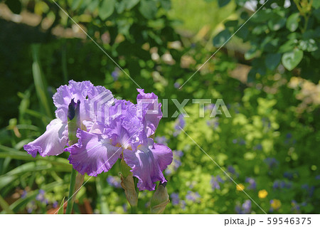 ジャーマンアイリス 59546375
