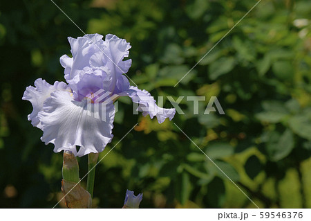 ジャーマンアイリス 59546376