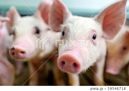 pig farm industry farming hog barn pork 59546718