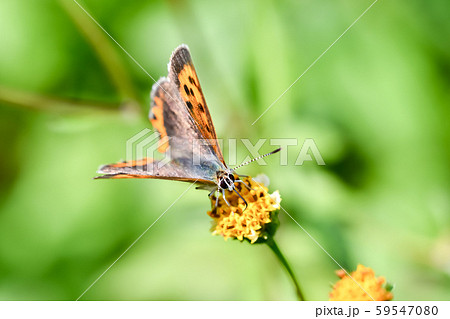 ベニシジミ 59547080