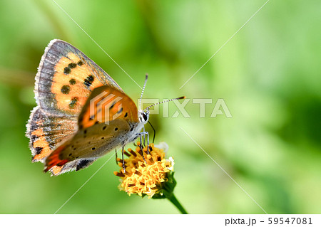 ベニシジミ 59547081