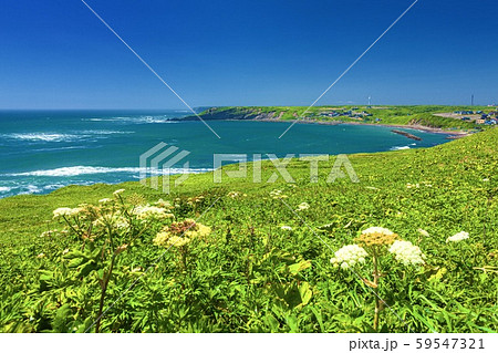 北海道・浜中町 夏の霧多布岬の風景 59547321