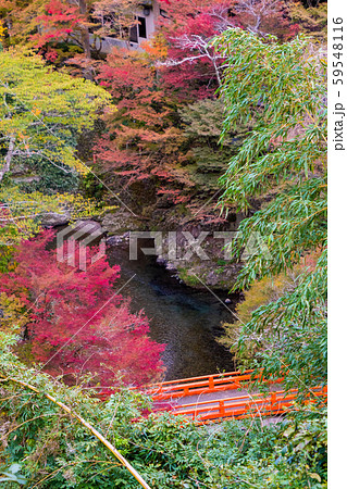 紅葉 もみじ 秋 紅葉 もみじ 秋 59548116