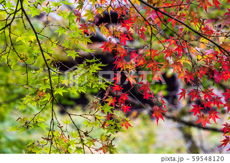 紅葉 もみじ 秋 紅葉 もみじ 秋 59548120
