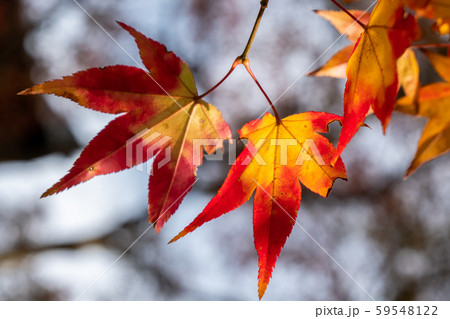 紅葉 もみじ 秋 紅葉 もみじ 秋 59548122