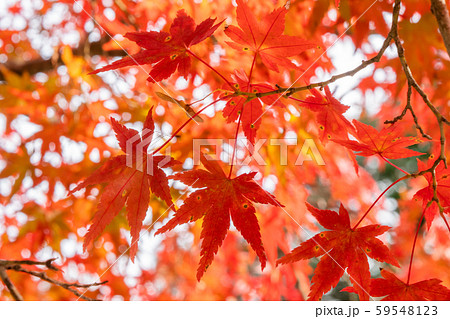 紅葉　もみじ　秋 59548123