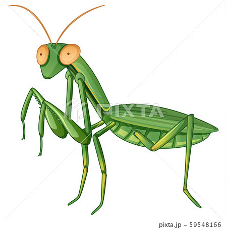 Gpraying mantis on white background 59548166
