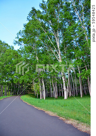 しらかんば林の散歩道 しらかんば林の散歩道 59548425