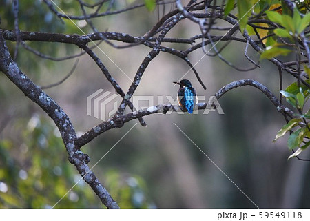 カワセミ 59549118
