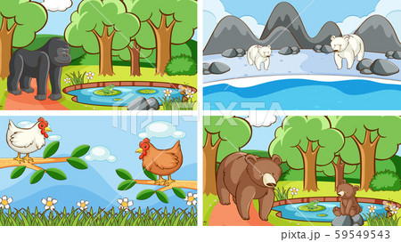 Background scenes of animals in the wild Background scenes of animals in the wild 59549543
